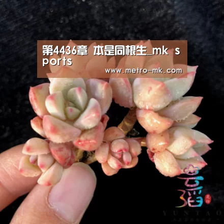 第4436章 本是同根生_mk sports(图1) mk sports